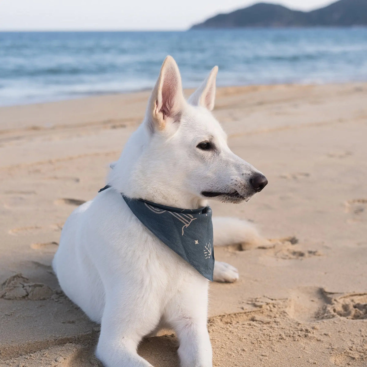 Bandana pour chien Night Patrol Mezkui