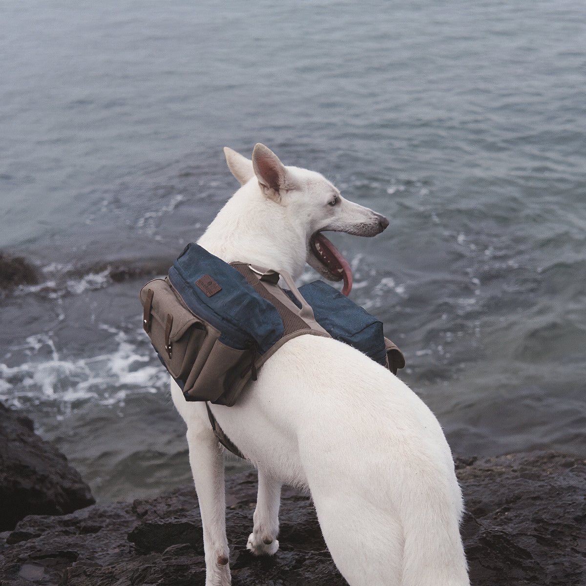 Sac à dos d’aventure pour chien Cactus Creek porté par un chien aventurier en plein air.