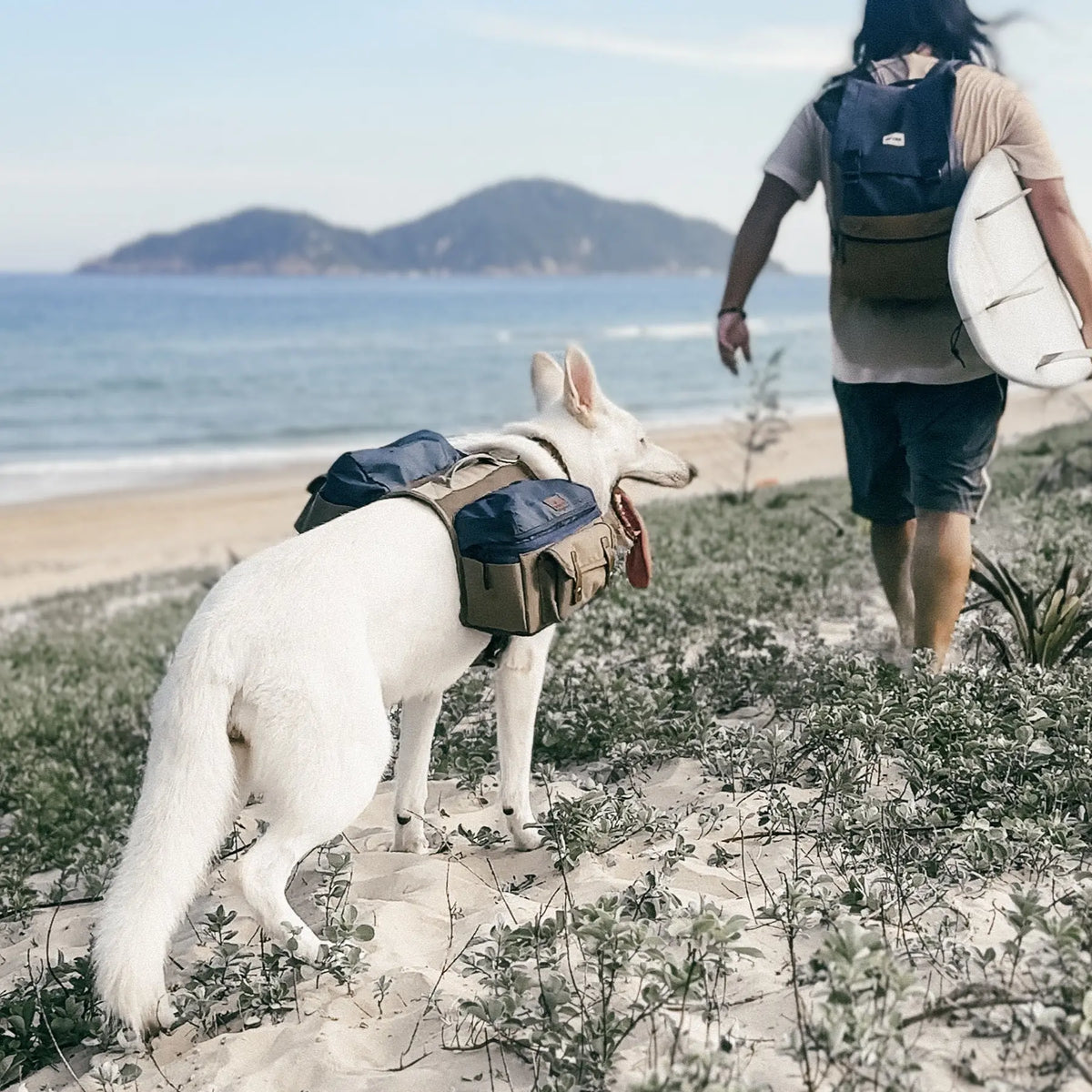 Chien aventurier portant un sac à dos sur la plage, équipement pour un mode de vie surf.