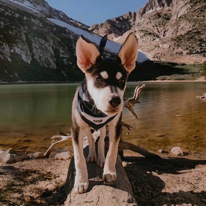 Jeune chiot aventurier portant un élégant bandana de plein air, debout sur un rocher près d’un lac alpin pittoresque. L’équipement de voyage idéal pour les chiens actifs explorant la nature sauvage.