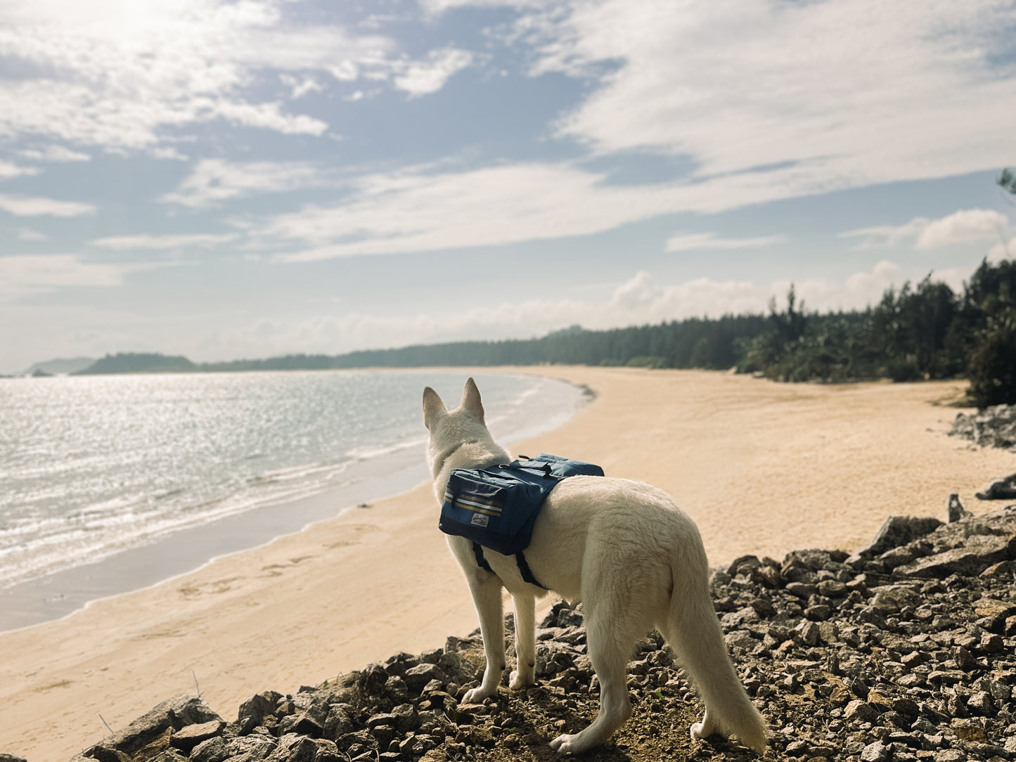 Sac à dos pour chien Rad to the Bone