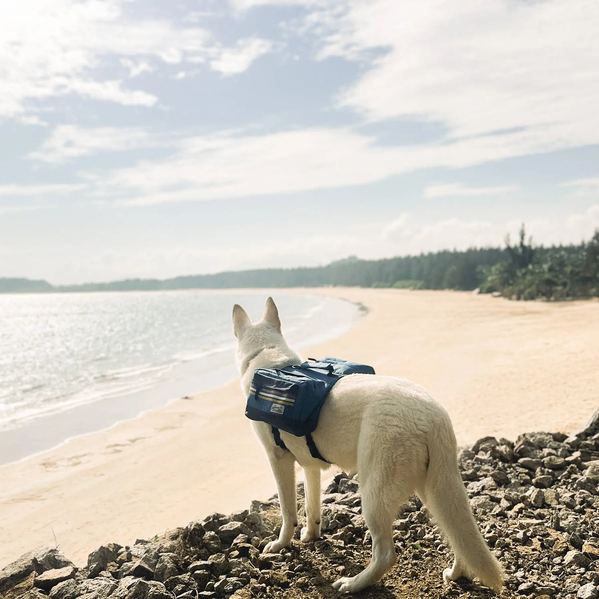 A white dog wearing the blue Rad to the Bone Dog Adventure Backpack on rocks above a beach.