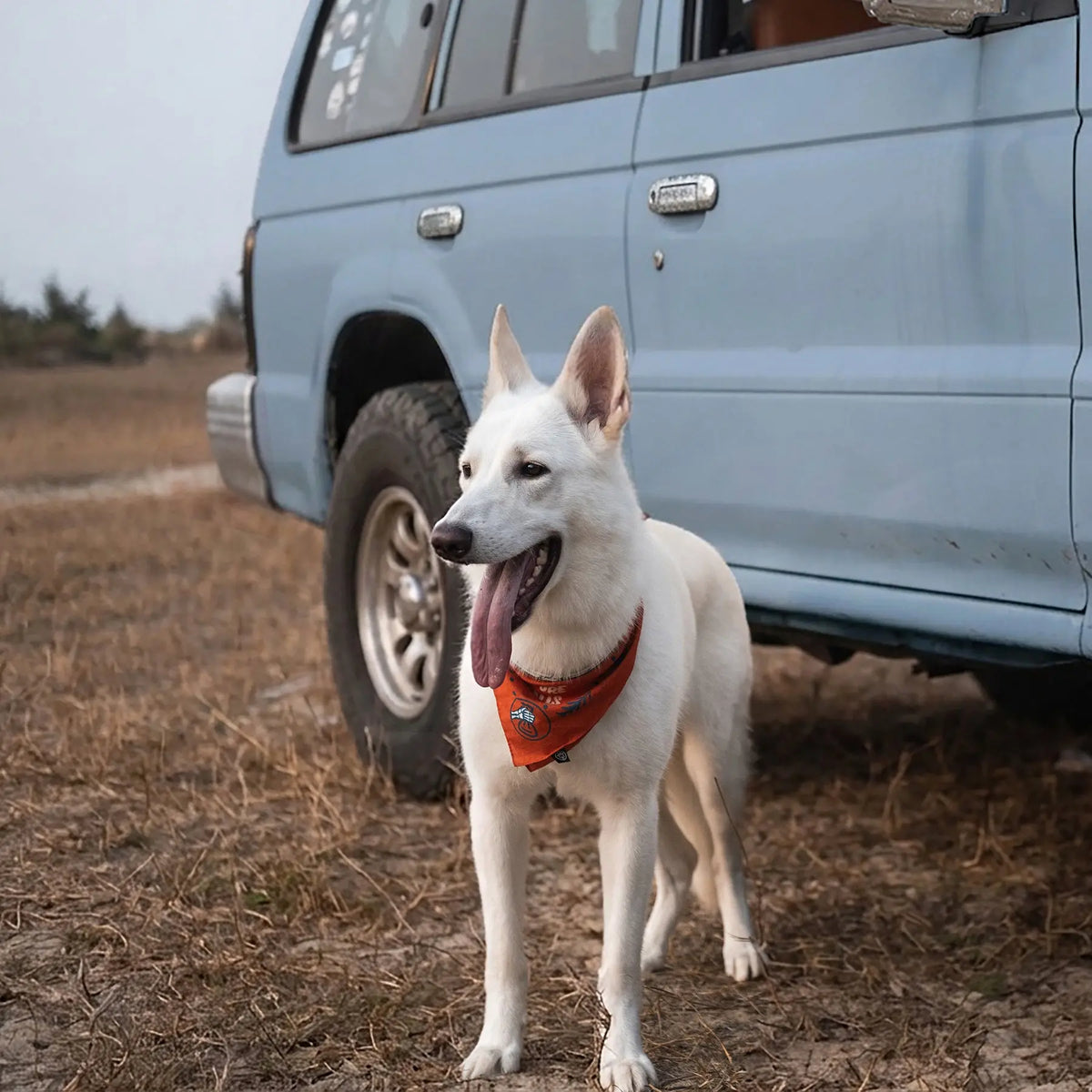 Un chien blanc portant le Scenic Poop Dog Bandana rouge à côté d’un véhicule tout-terrain bleu.