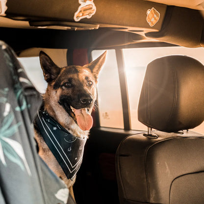 Chien portant un bandana sur la banquette arrière d’une voiture, avec la lumière du coucher de soleil à travers la fenêtre, évoquant un road trip pittoresque et l’aventure en plein air.