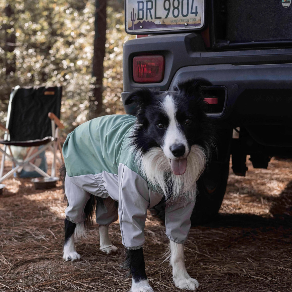 Un chien noir et blanc portant la Havasu Storm Dog Rain Suit à côté d’un véhicule dans un campement boisé.