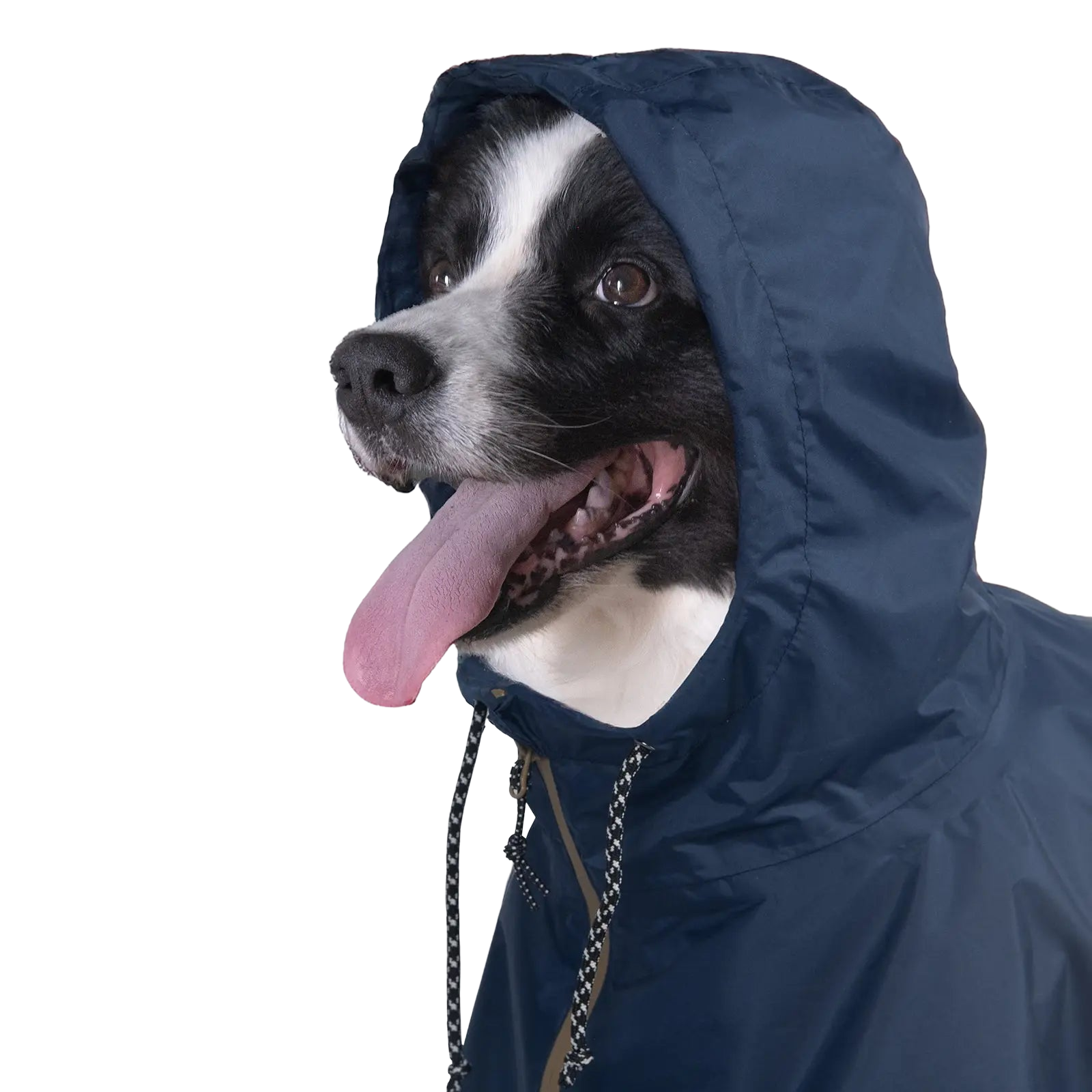 Border collie portant le poncho de pluie Baja Coastline avec capuche réglable, offrant une protection complète contre la pluie et le vent en plein air.